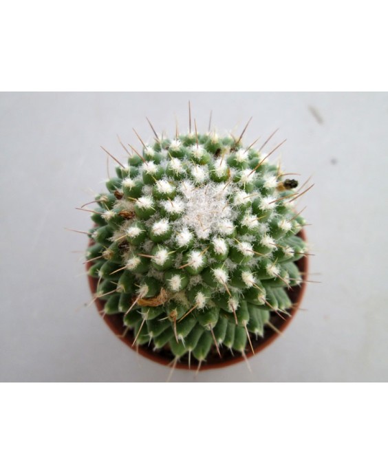Kuentz-cactus  - Mammillaria polythele 'Nudum' - Pot  8 cm