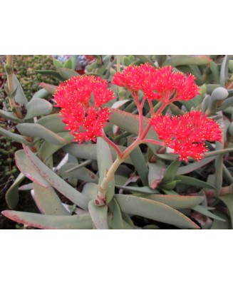 Kuentz-cactus  - Crassula perfoliata 'Foulcher-Delbosc' - Pot  8 cm