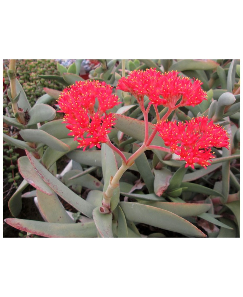 Kuentz-cactus  - Crassula perfoliata 'Foulcher-Delbosc' - Pot  8 cm