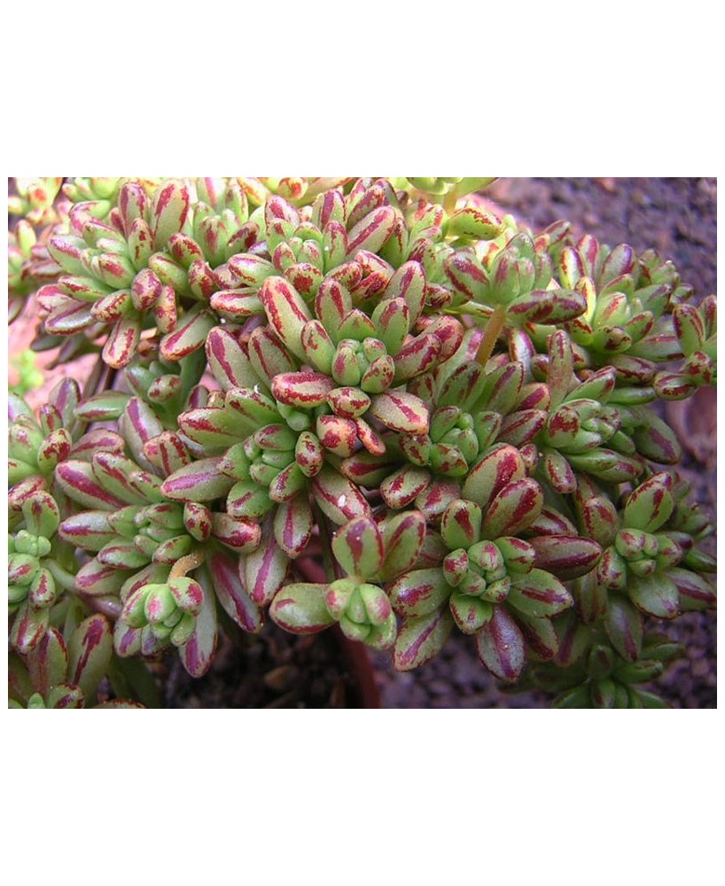 Kuentz-cactus  - Aeonium sedifolium - Pot 12 cm