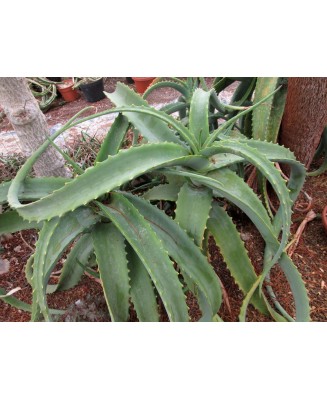 Kuentz-cactus  - Aloe megalacantha - Pot  5 cm