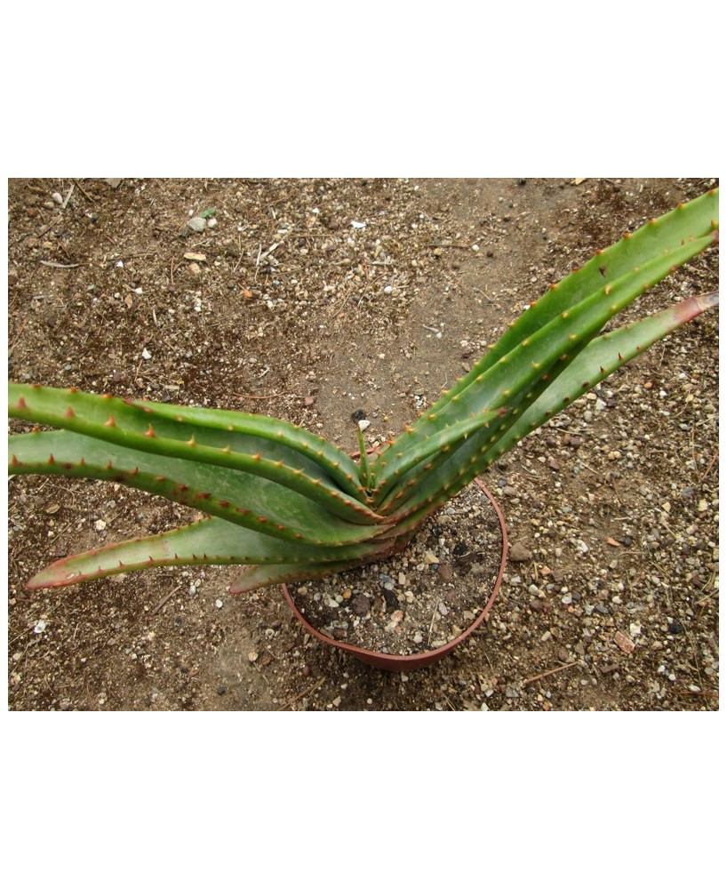 Kuentz-cactus  - Aloe (arborescens x suprafoliata) x lutescens - Pot 14 cm