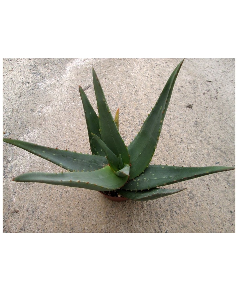 Kuentz-cactus  - Aloe elegans (Aloe abyssinica) - Pot 14 cm