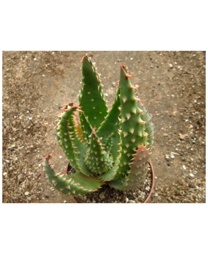 Kuentz-cactus  - Aloe marlothii x humilis - Pot 12 cm