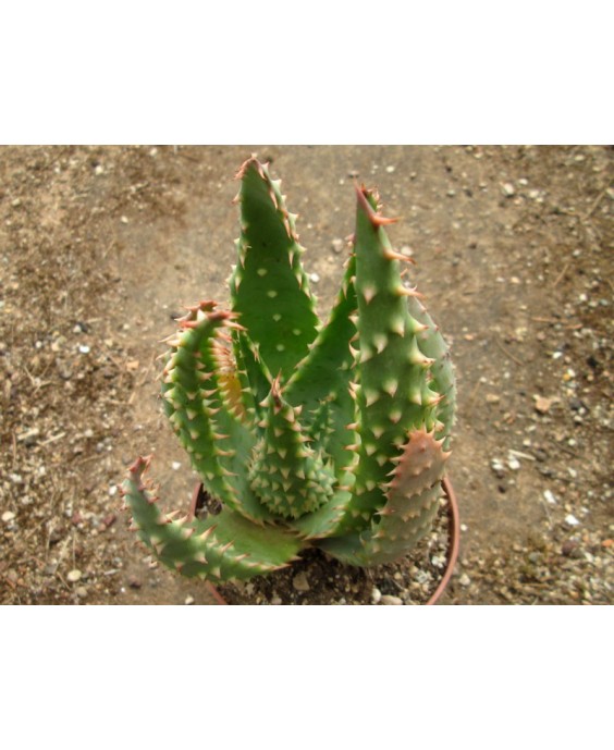 Kuentz-cactus  - Aloe marlothii x humilis - Pot 12 cm