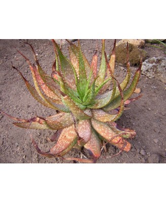 Kuentz-cactus  - Aloe microstigma - Pot  5 cm
