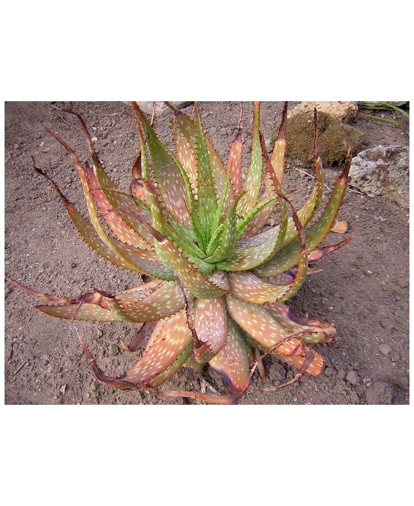 Kuentz-cactus  - Aloe microstigma - Pot  5 cm