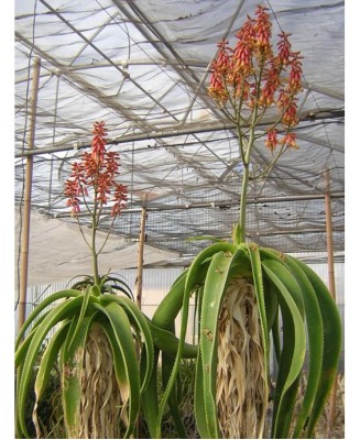 Kuentz-cactus  - Aloe sabaea - Pot 14 cm