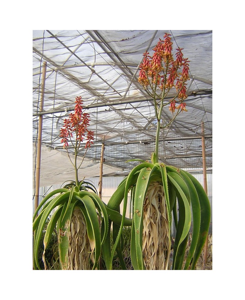 Kuentz-cactus  - Aloe sabaea - Pot 14 cm