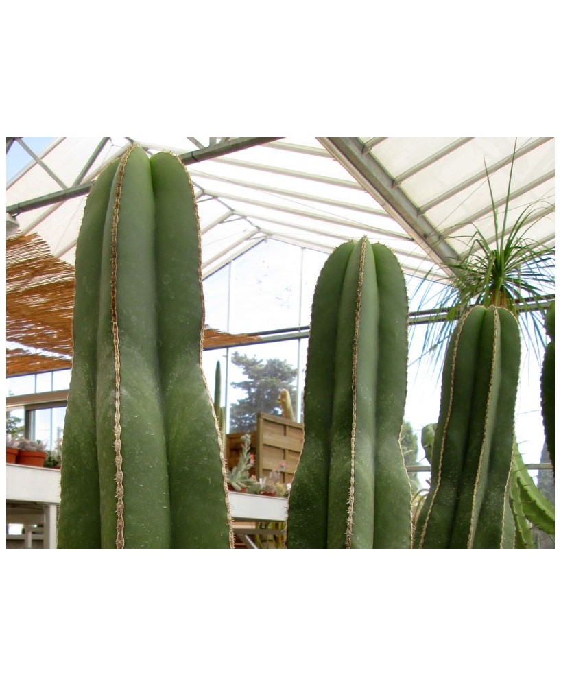 Kuentz-cactus  - Pachycereus marginatus (Marginatocereus) - H 35-45 cm