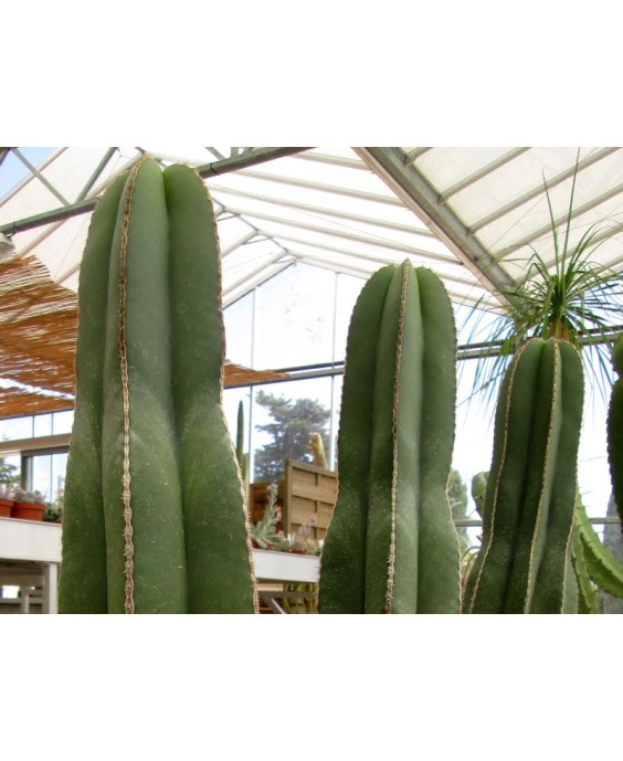 Kuentz-cactus  - Pachycereus marginatus (Marginatocereus) - H 35-45 cm
