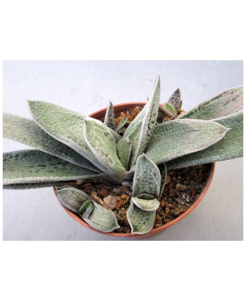 Kuentz-cactus  - Gasteria 'Silver Toad' - Pot  8 cm
