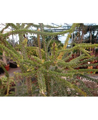 Kuentz-cactus  - Alluaudia humbertii - Pot 14 cm