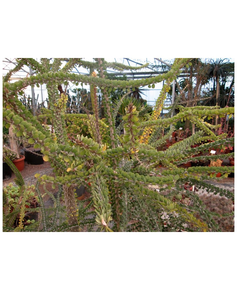 Kuentz-cactus  - Alluaudia humbertii - Pot 14 cm