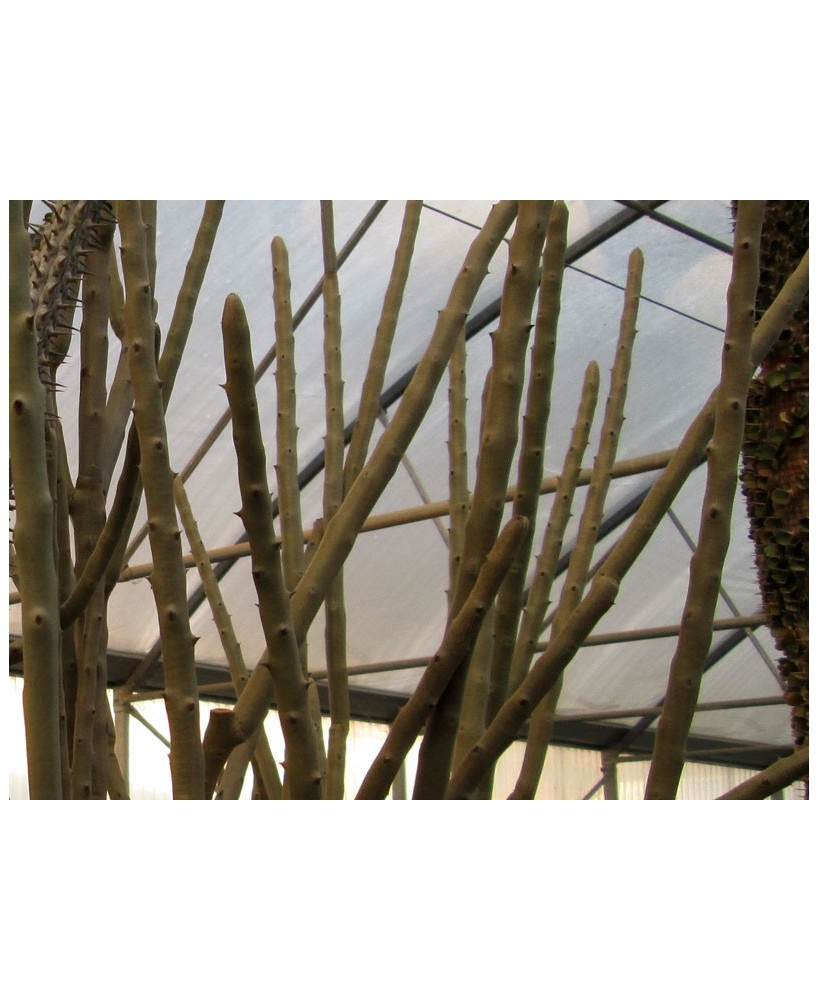 Kuentz-cactus  - Alluaudia dumosa - Pot 12 cm