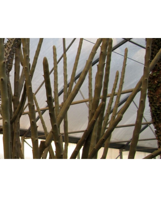 Kuentz-cactus  - Alluaudia dumosa - Pot 12 cm