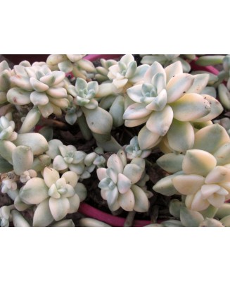 Kuentz-cactus  - Graptoveria 'Ghosty Variegata' - Pot  6 cm