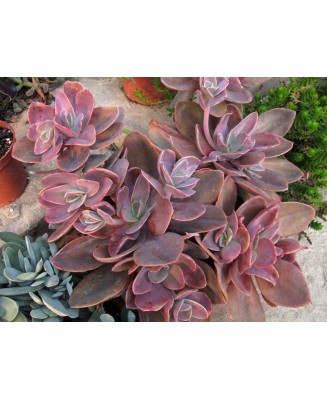 Kuentz-cactus  - Echeveria 'Santa Barbara' - Pot 12 cm