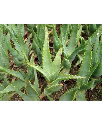 Kuentz-cactus  - Aloe marlothii x sabaea ? - H 30-40 cm