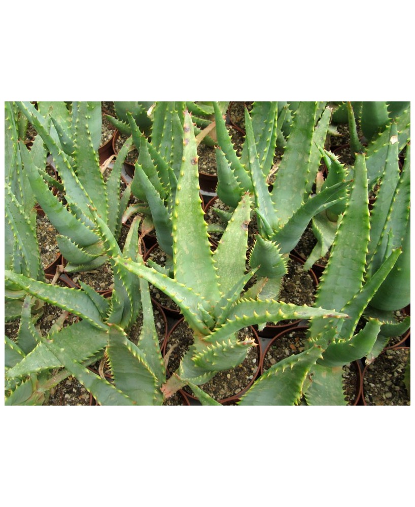 Kuentz-cactus  - Aloe marlothii x sabaea ? - H 40-50 cm