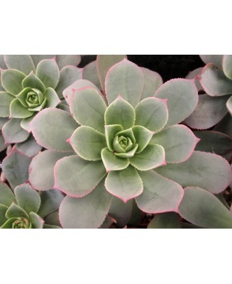 Kuentz-cactus  - Aeonium percarneum - Pot  8 cm