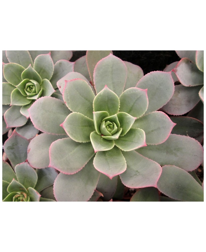 Kuentz-cactus  - Aeonium percarneum - Pot  8 cm