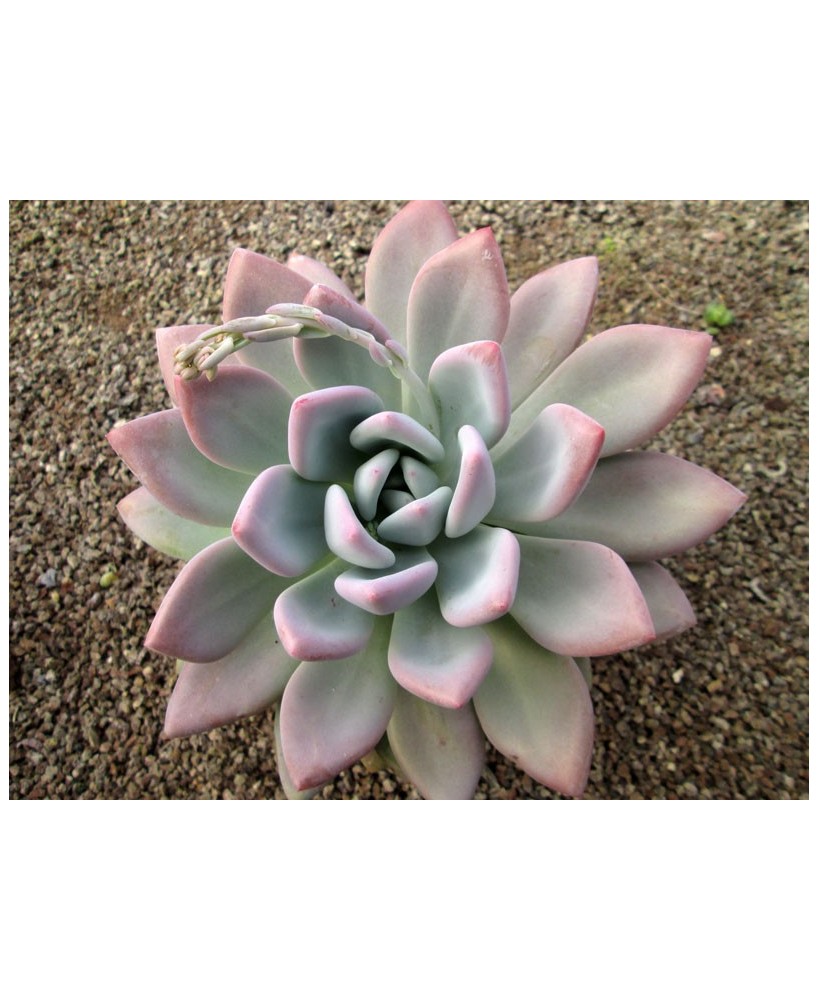 Kuentz-cactus  - Graptoveria 'Opalina' - Pot 12 cm