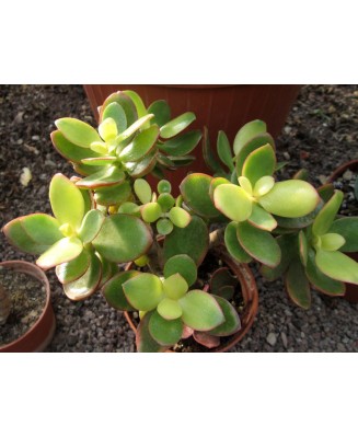 Kuentz-cactus  - Crassula ovata 'Helios' - Pot  8 cm