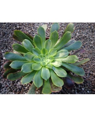 Kuentz-cactus  - Aeonium 'Fiesta' - Pot  8 cm