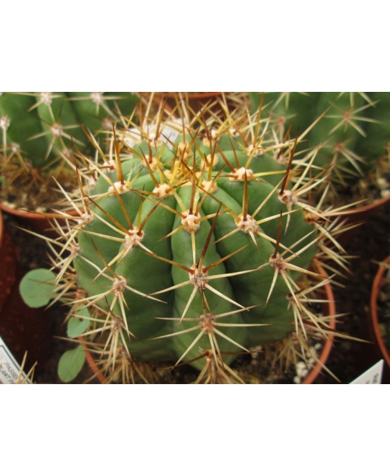 Kuentz-cactus  - Echinopsis terscheckii X (smrziana x huascha) - Pot 16 cm