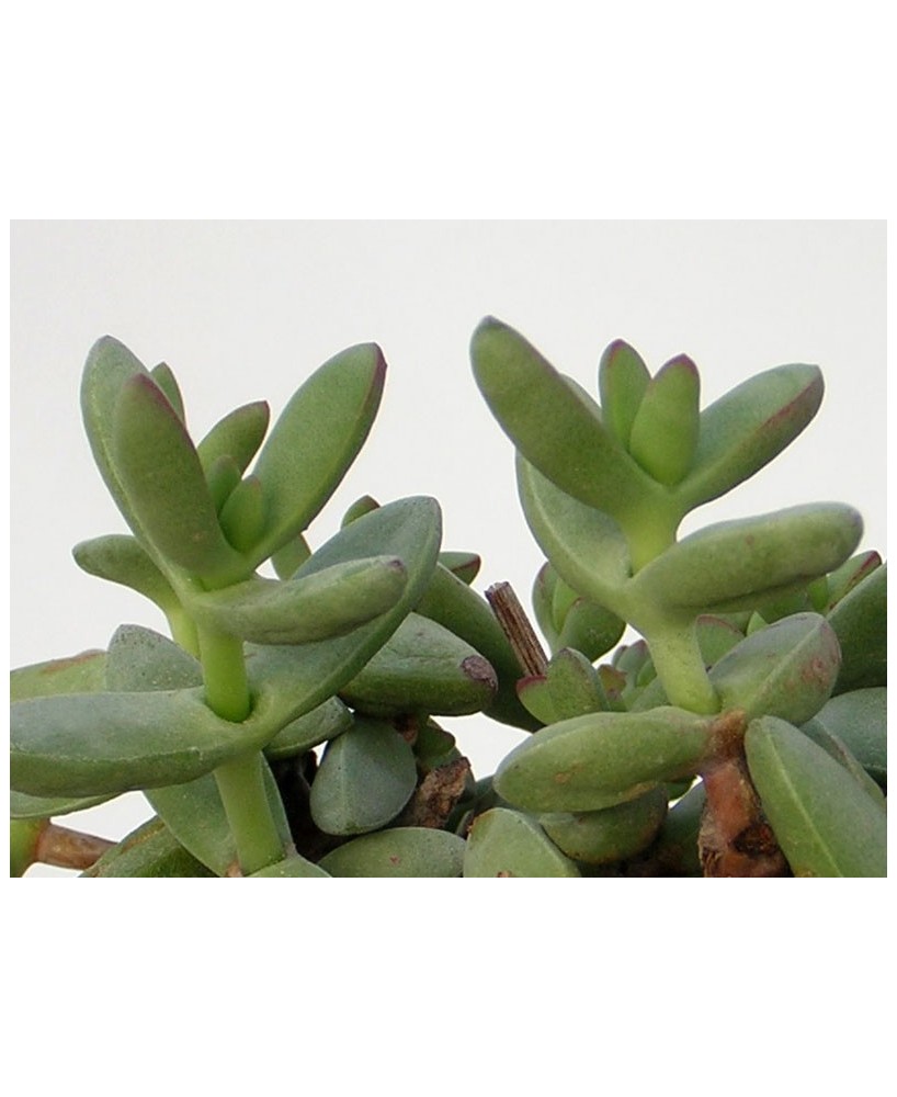 Kuentz-cactus  - Crassula nudicaulis var. herrei - Pot  6 cm