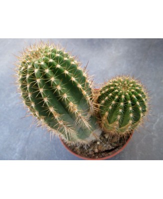 Kuentz-cactus  - Echinopsis smrziana x rowleyi - Pot 10 cm