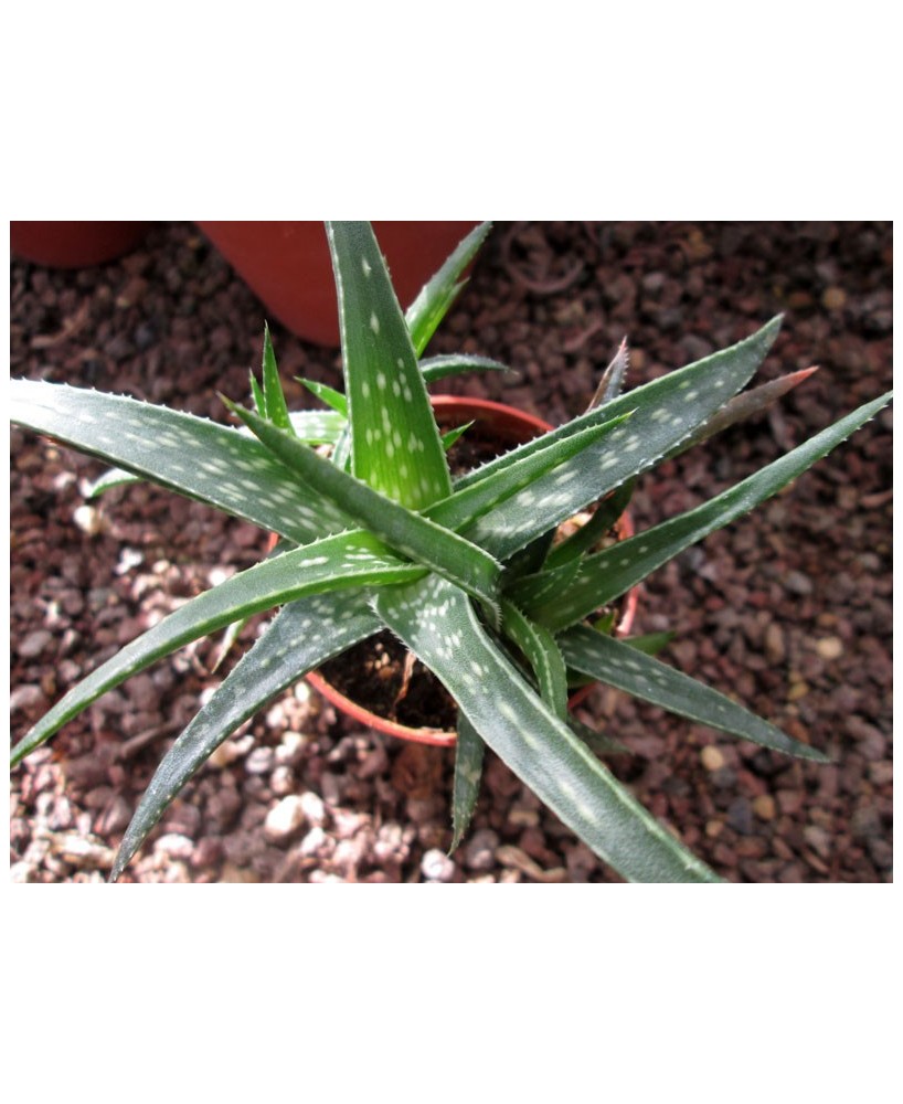 Kuentz-cactus  - Aloe 'Firebird' - Pot  6 cm