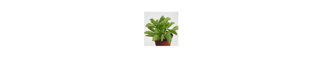 Peperomia