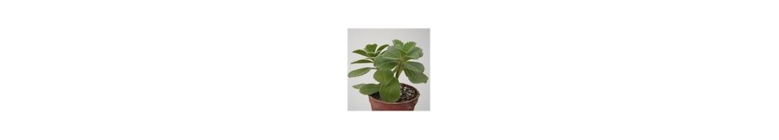 Plectranthus