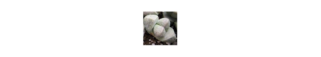 Pleiospilos