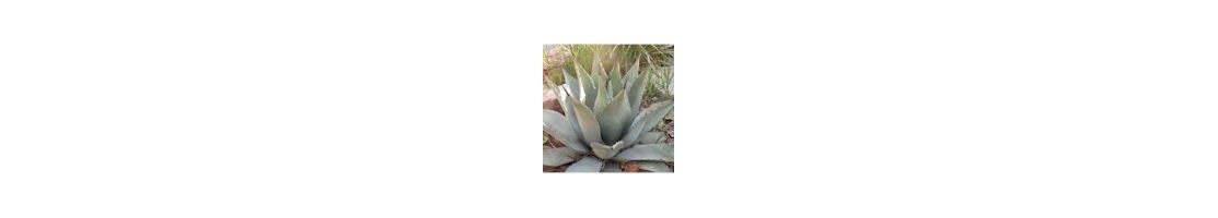 Agave