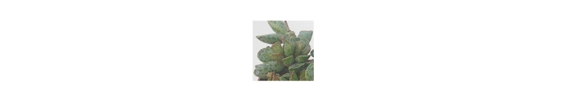 Adromischus