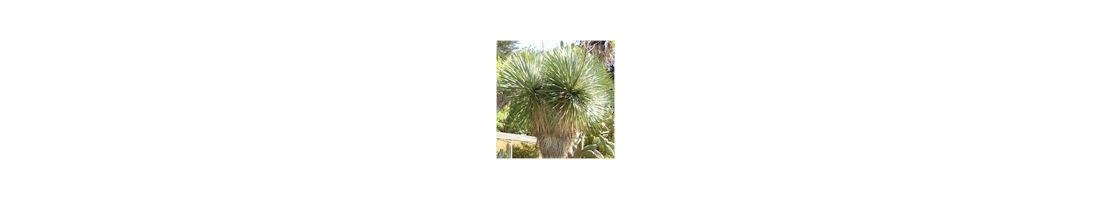 Yucca