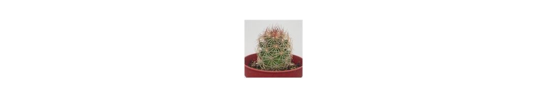 Coryphantha