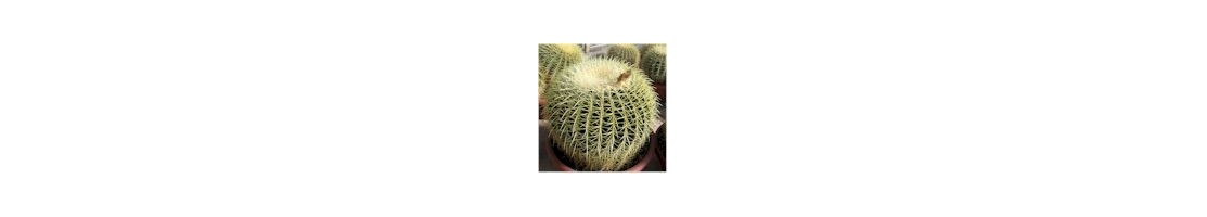 Echinocactus