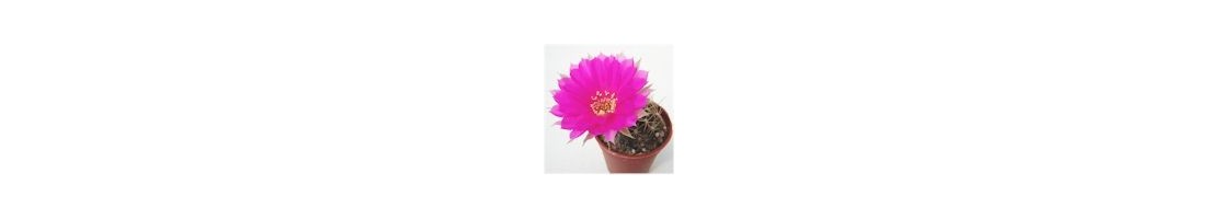 Echinopsis