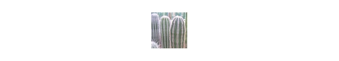 Pachycereus