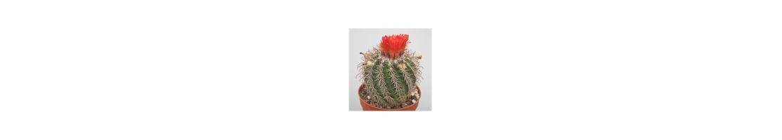 Parodia
