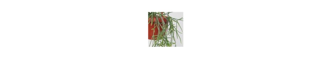 Rhipsalis