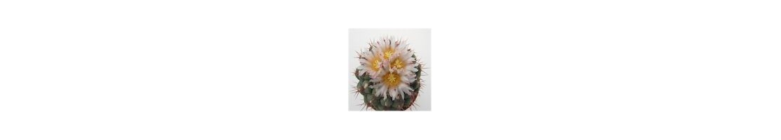 Thelocactus