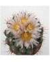 Thelocactus