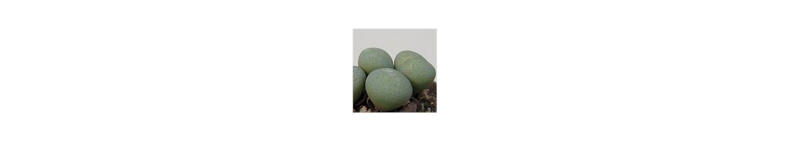 Conophytum
