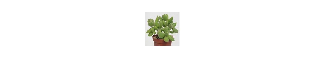 Cotyledon