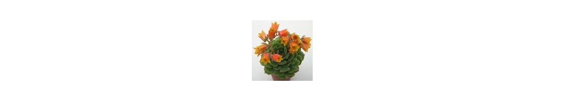 Echeveria